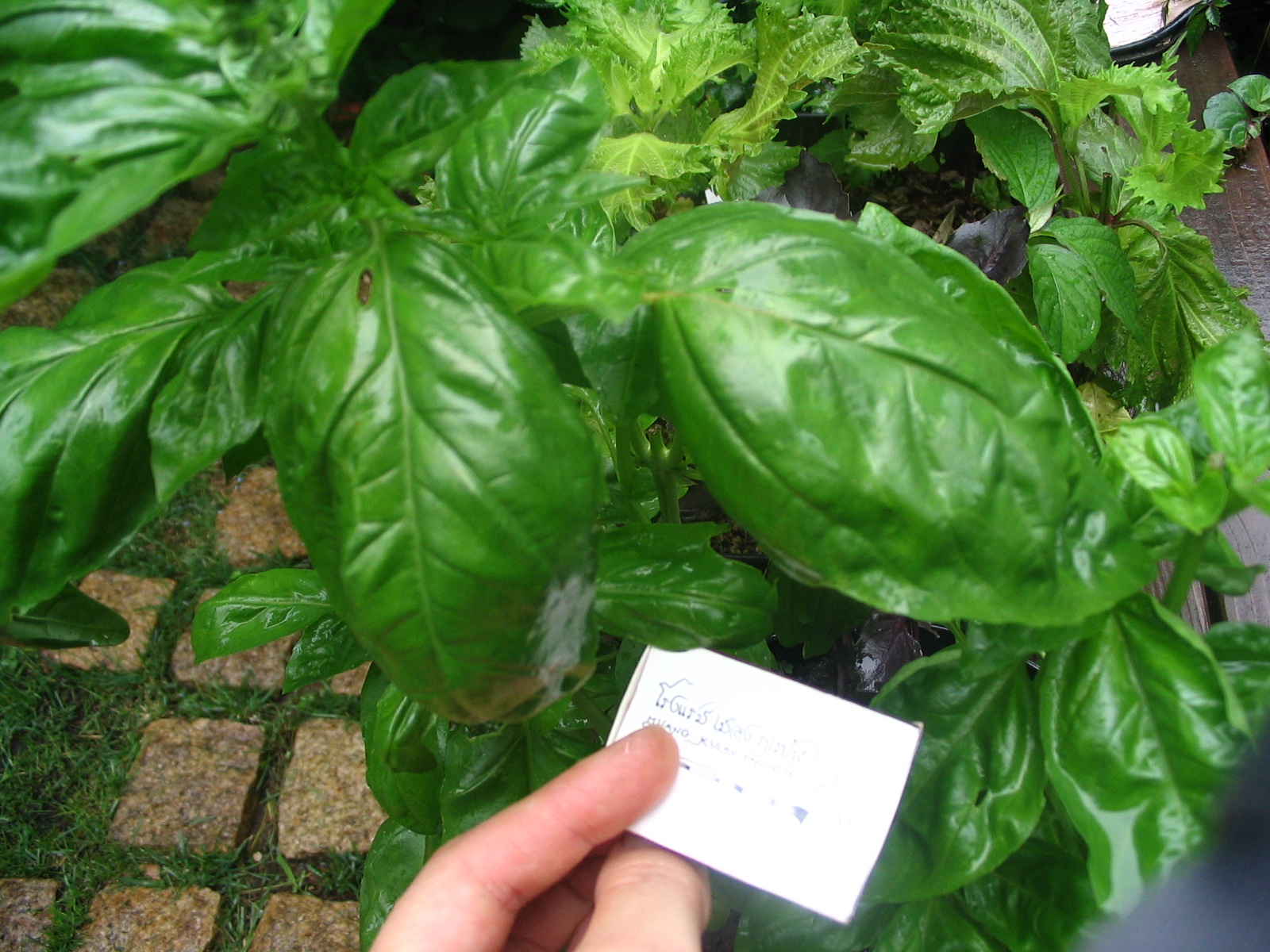 basil.JPG