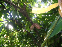 cacao.JPG
