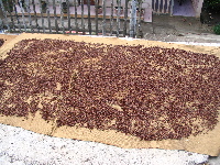 clove.JPG