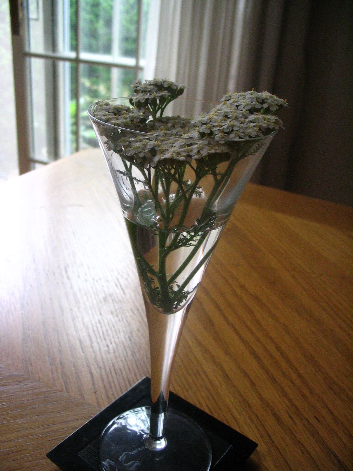 yarrow.JPG