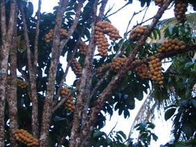 longan.JPG